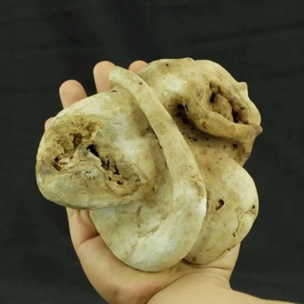 Fossilized Nini Blorong - Type B7---SOLD - Image 2