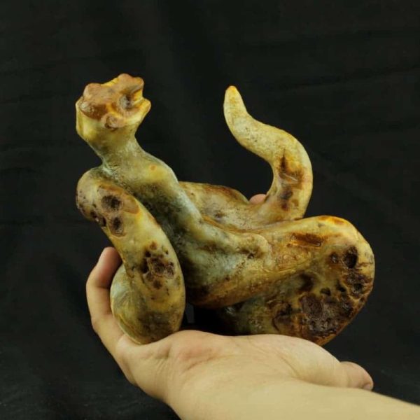 Fossilized Nini Blorong - Type B11---SOLD - Image 2