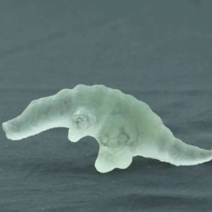 Fossilized White Crocodile Siluman - Type B13