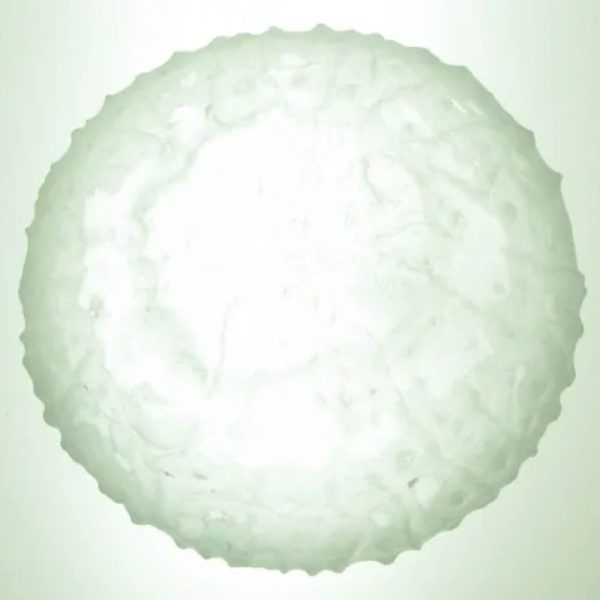 Rare Sky Dragon Crown Pearl - Type F3 (White) - Image 2