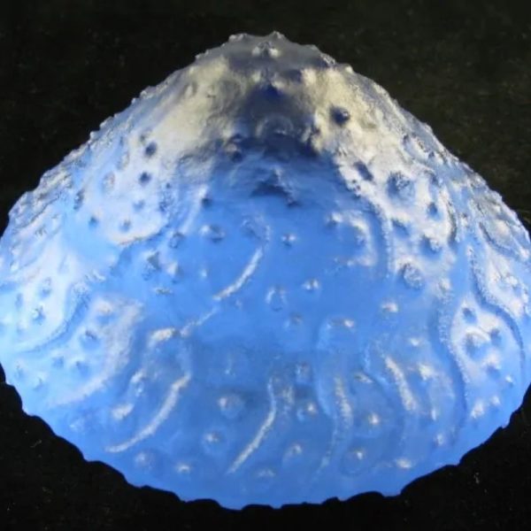 Sky Dragon Crown Pearl - Type D1 (Large) - Image 6