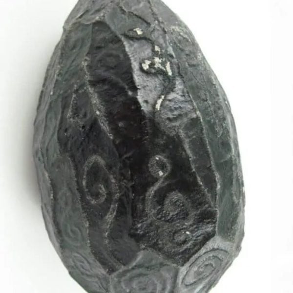 Black Sea Dragon Pearl - Type L1 - Image 4