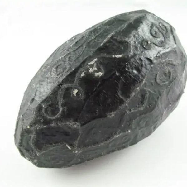 Black Sea Dragon Pearl - Type L1 - Image 3