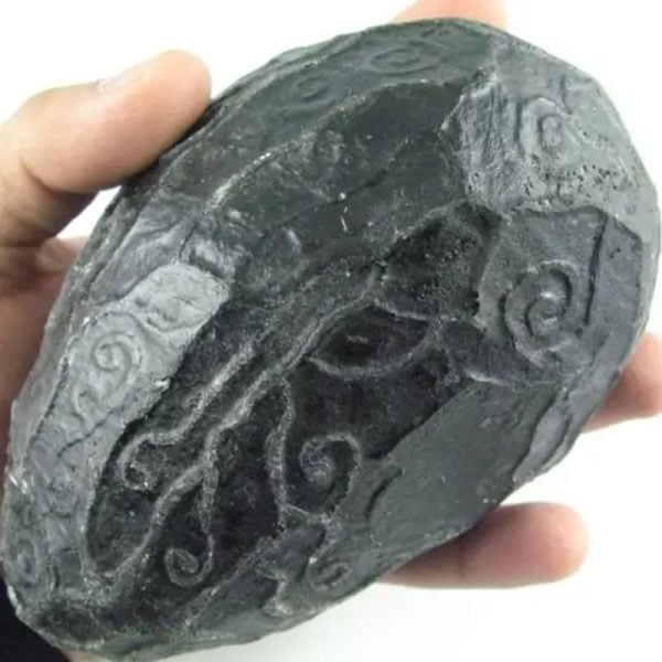 Black Sea Dragon Pearl - Type L1