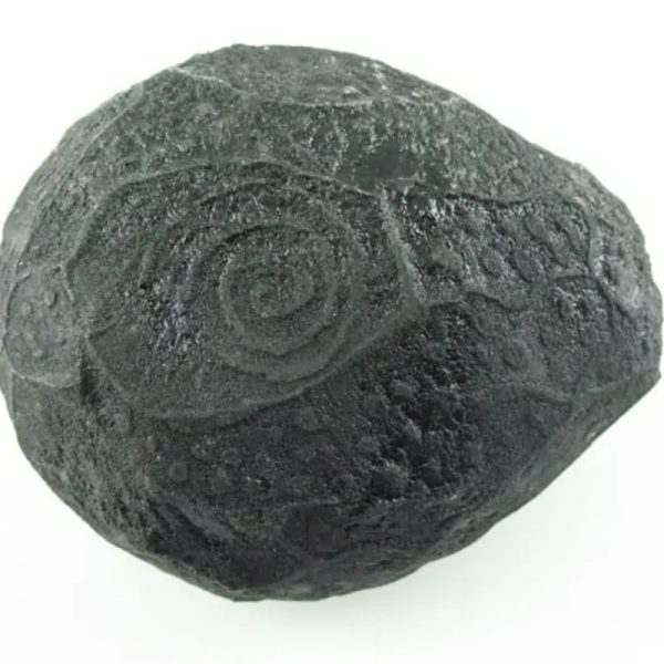 Black Sea Dragon Pearl - Type L2 - Image 5