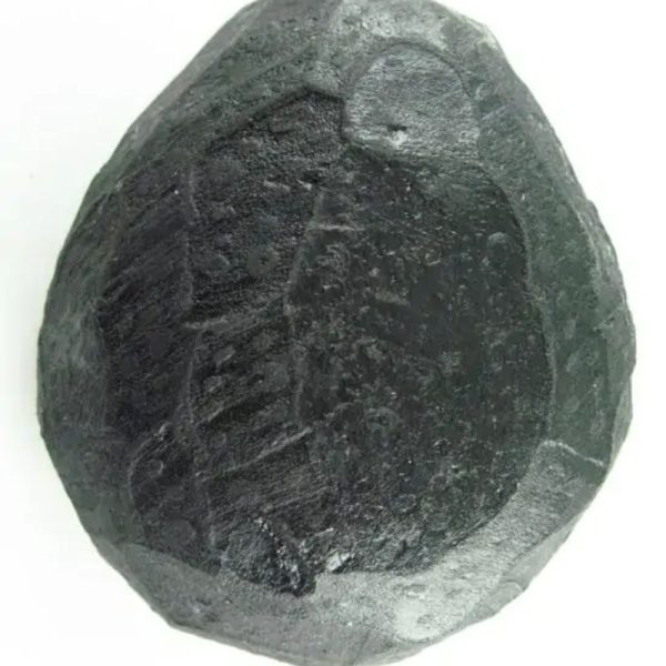 Black Sea Dragon Pearl - Type L2 - Image 4