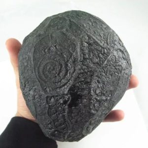 Black Sea Dragon Pearl - Type L2