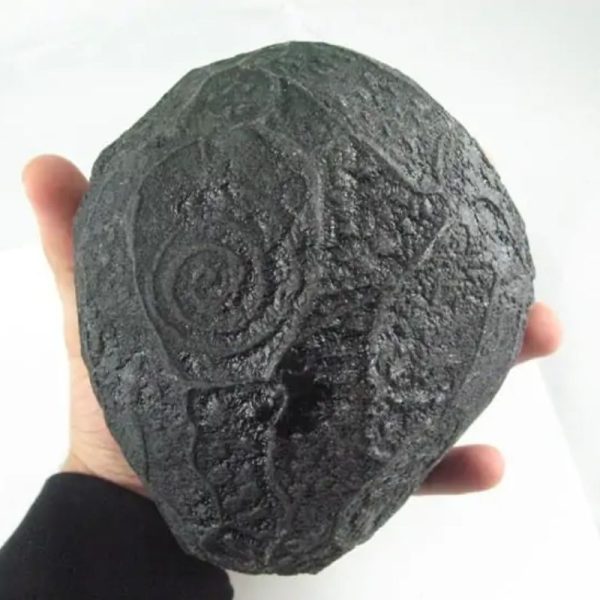 Black Sea Dragon Pearl - Type L2