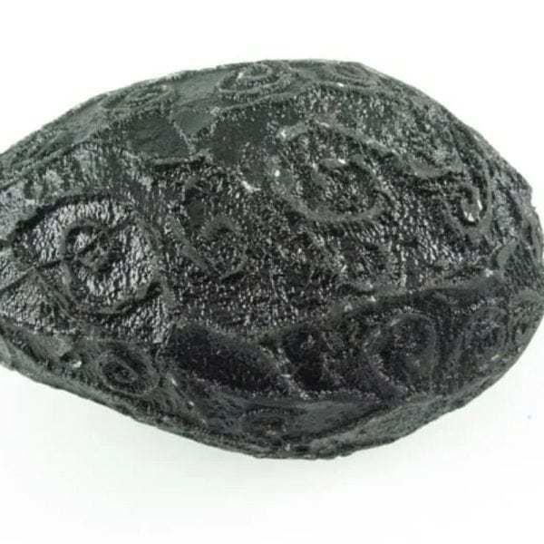 Black Sea Dragon Pearl - Type L3 - Image 5