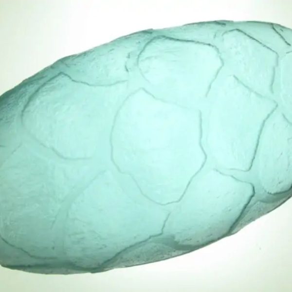Sea Dragon Pearl - Type I2 - Image 2