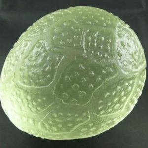 Sea Dragon Pearl - Type J1