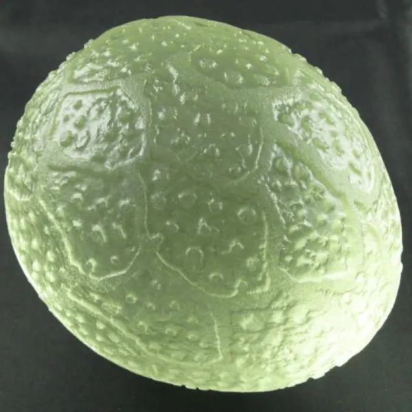 Sea Dragon Pearl - Type J1 - Image 6