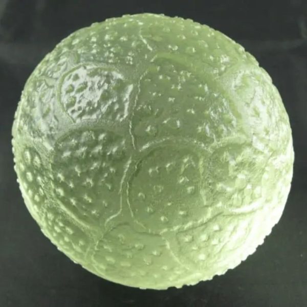 Sea Dragon Pearl - Type J1 - Image 5