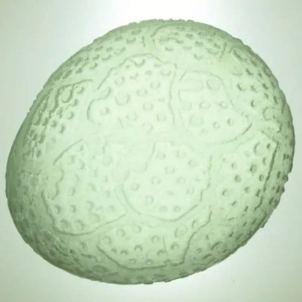 Sea Dragon Pearl - Type J1 - Image 2