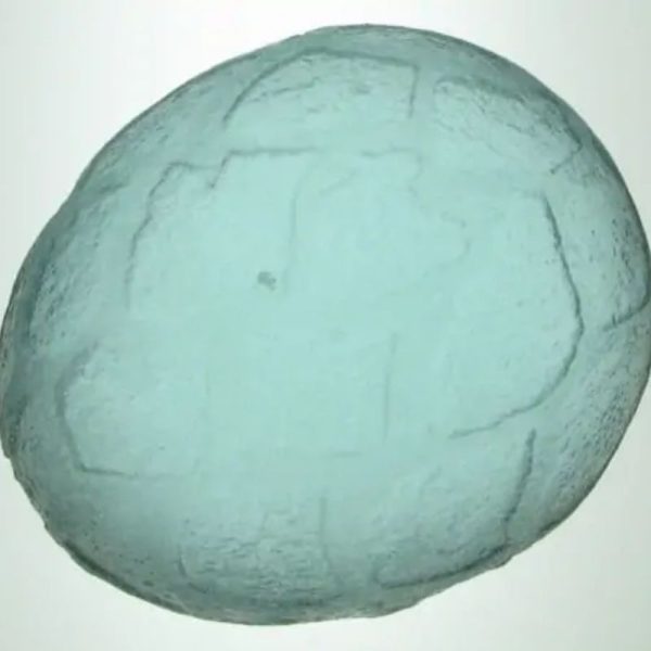 Sea Dragon Pearl - Type H1.1 - Image 6