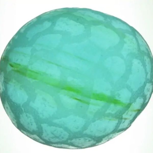 Sea Dragon Pearl - Type H3.2 - Image 2