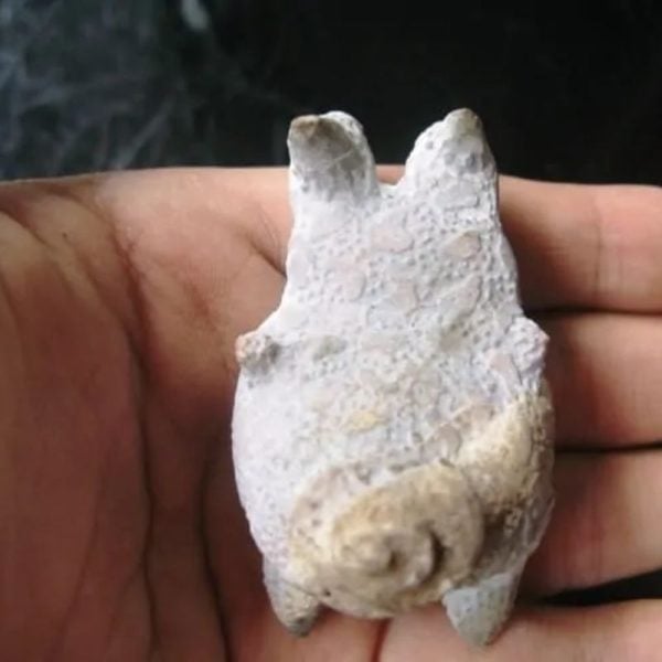 Dragon Head - Type FDH 14 - Image 2