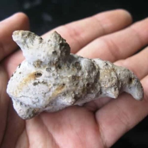 Dragon Head - Type FDH 13 - Image 6
