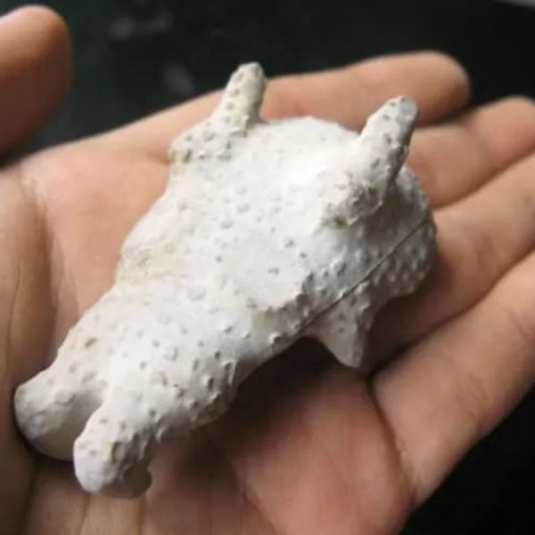 Dragon Head - Type FDH 11 - Image 4