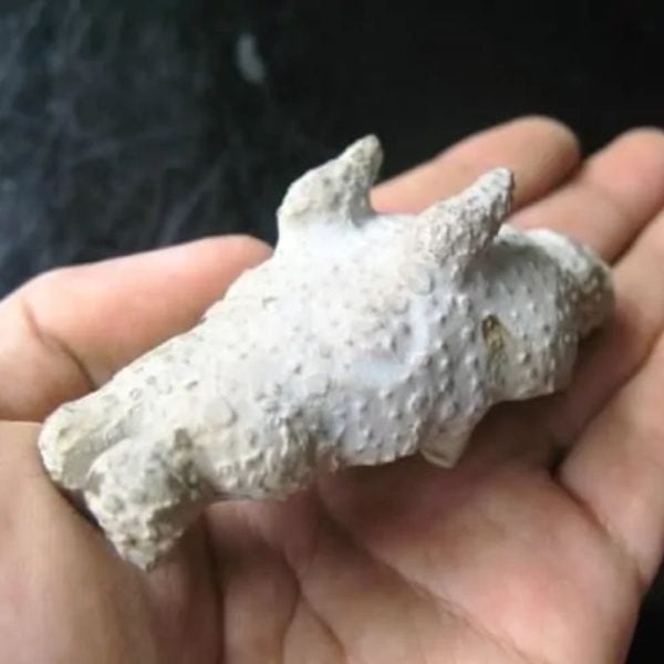 Dragon Head - Type FDH 10 - Image 2