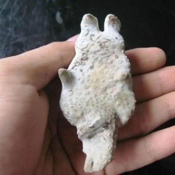 Dragon Head - Type FDH 10