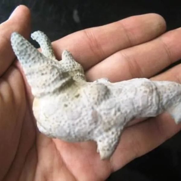 Dragon Head - Type FDH 8 - Image 5