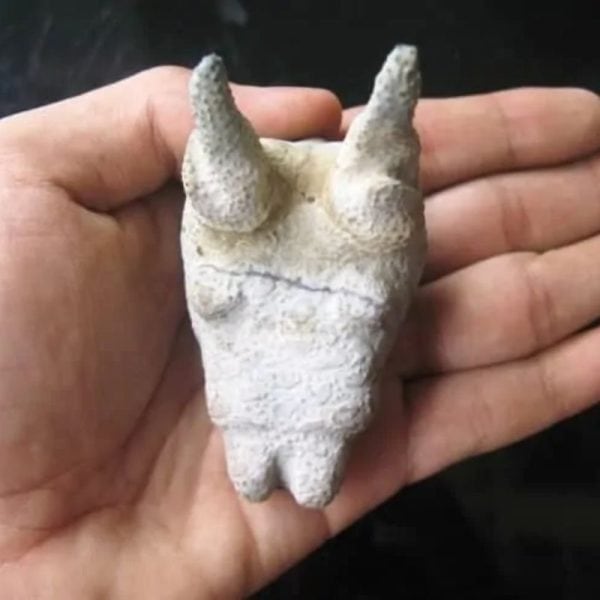 Dragon Head - Type FDH 8 - Image 3