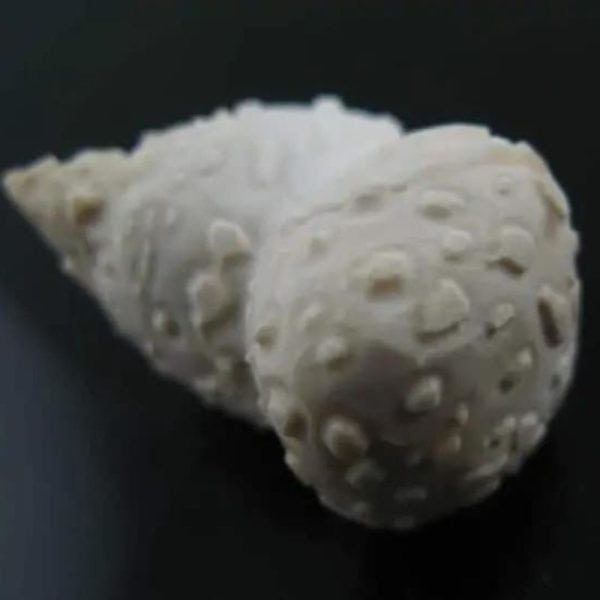 White Lion Horns - Type A4 - Image 4