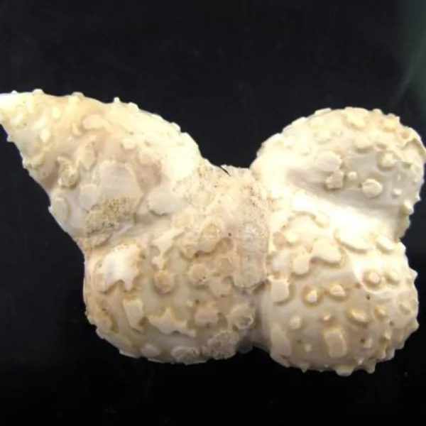 mustikamagickobject03_1