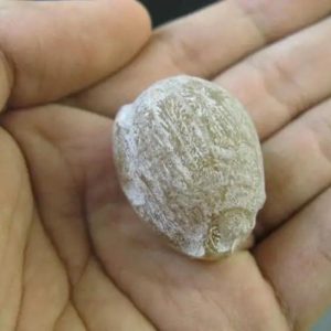 Dinar Wood Pearl - Type A1