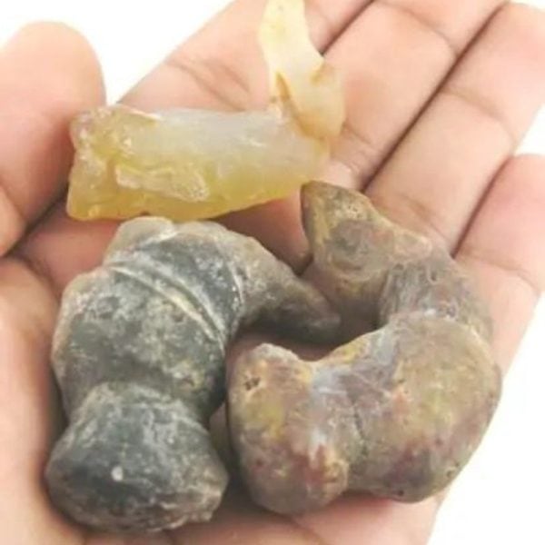 Sauro Pari Snake Horns - Type A2