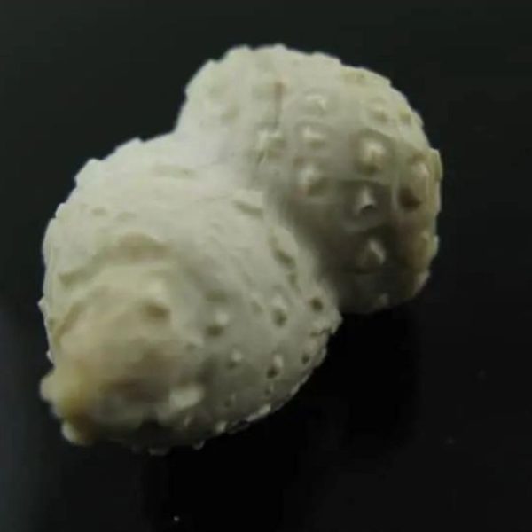 arcanegeligastone24_1