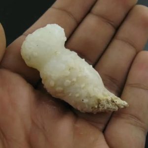 White Lion Horns - Type A8