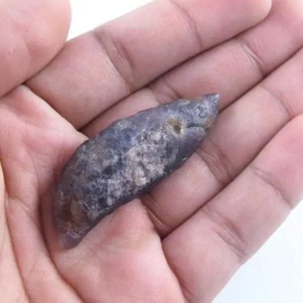 Fossilized Caterpillar - Type A2 - Image 5