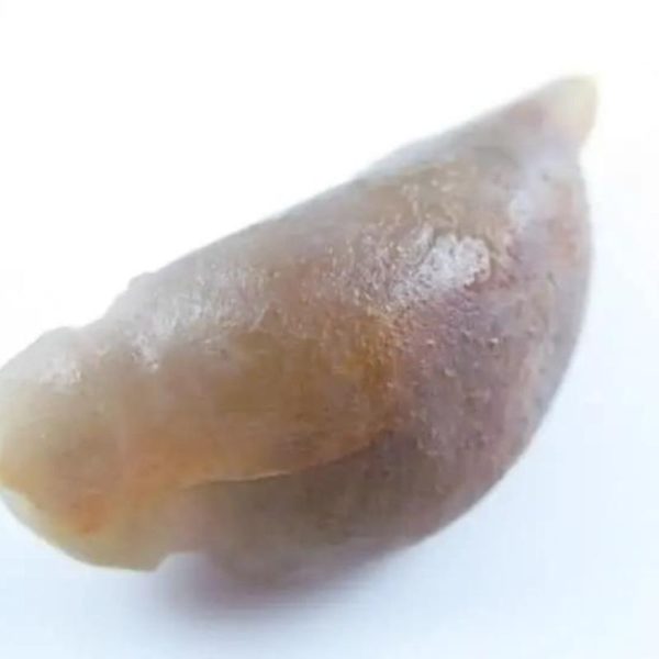 Fossilized Caterpillar - Type A4 - Image 5