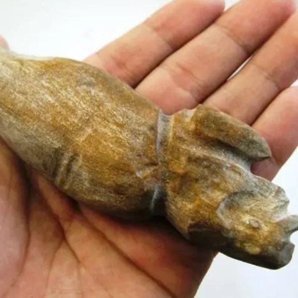 Asem Wood Fossil - Type B2