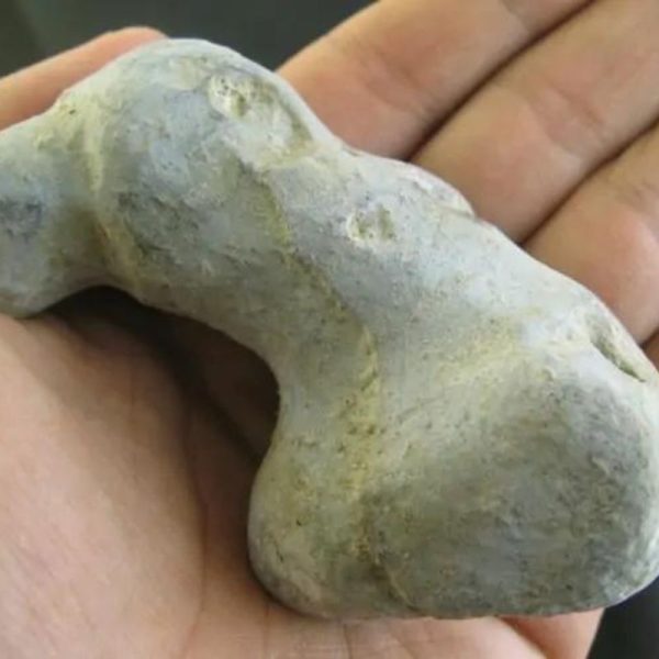 Lion Horn Fossil - Type C1