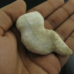 White Lion Horns - Type B3