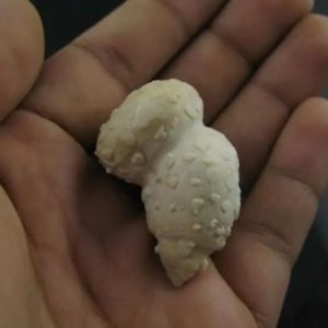 White Lion Horns - Type A4