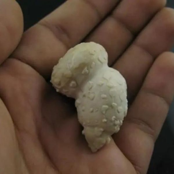 White Lion Horns - Type A4