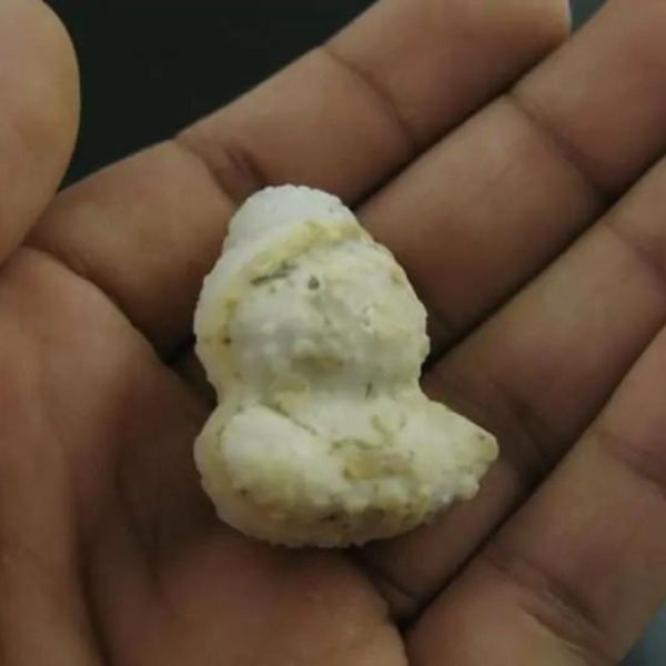 White Lion Horns - Type A5