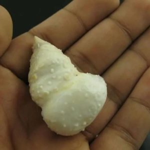 White Lion Horns - Type A9