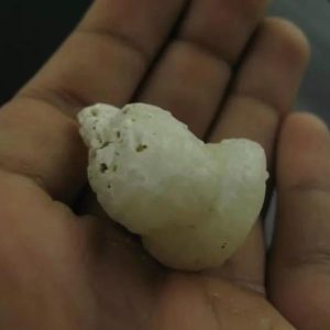 White Lion Horns - Type A13