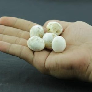 Human Pearls – Type M1
