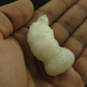 White Lion Horns - Type A14