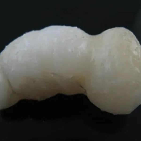 White Lion Horns - Type A14 - Image 3