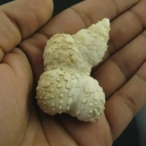 White Lion Horns - Type B1