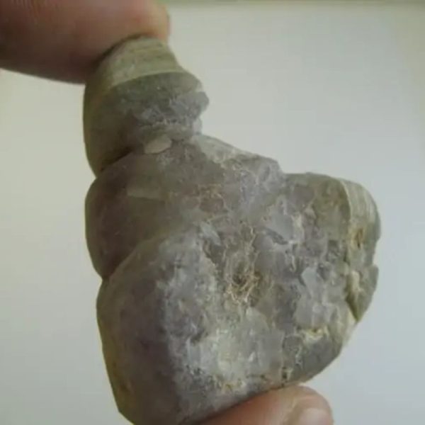 Puspo Bliring Snake Horn - Type D11 - Image 3