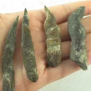 Black Chicken (Ayam Cemani) Horns – Type C