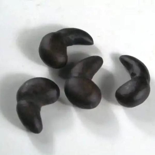 Jungle Swan Horns - Type A